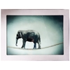 Picture of Stikla fotoglezna ZIRKUS ELEFANT 90x120cm