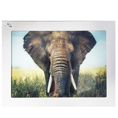 Изображение Stikla fotoglezna ELEFANT 90x120cm