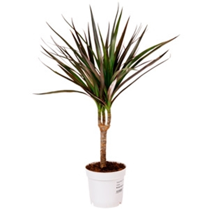 Attēls no Telpaugs Dracaena d11/55cm (Dracēnas)