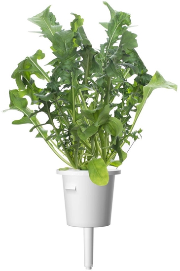 Изображение Click & Grow Smart Garden refill Arugula 3pcs