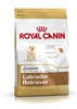 Picture of ROYAL CANIN SHN Breed Labrador Junior dry dog food - 12 kg