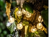 Picture of Tracer TRACER 30 LED 30 bulbs solar garden garland