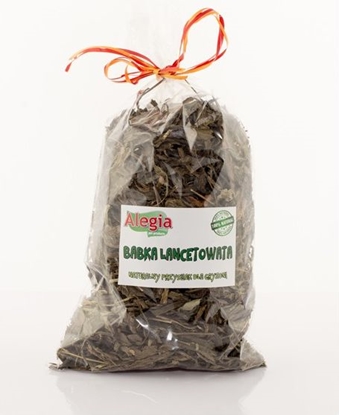 Picture of Alegia BABKA LANCETOWATA 100g