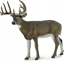 Picture of Figurka Collecta White-Tailed Deer