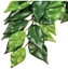 Изображение Hagen EXOTERRA ROŚLINA FICUS S