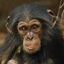 Attēls no Museums & Galleries Karnet kwadrat z kopertą Baby Chimp