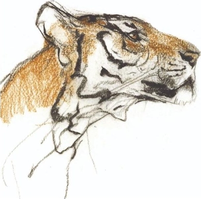 Picture of Museums & Galleries Karnet kwadrat z kopertą Head of a Tiger