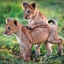 Attēls no Museums & Galleries Karnet kwadrat z kopertą Lion Cubs