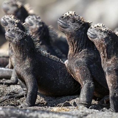 Attēls no Museums & Galleries Karnet kwadrat z kopertą Marine Iguanas