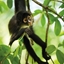 Picture of Museums & Galleries Karnet kwadrat z kopertą Spider Monkey