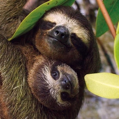 Picture of Museums & Galleries Karnet kwadrat z kopertą Three-toed Pygmy Sloth