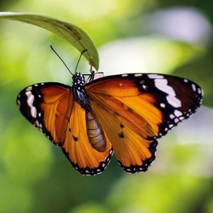 Attēls no Museums & Galleries Karnet kwadrat z kopertą Tiger Butterfly