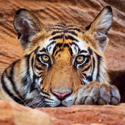 Attēls no Museums & Galleries Karnet kwadrat z kopertą Tiger cub