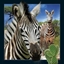 Изображение Worth Keeping Magnes 3D Zebra (182625)