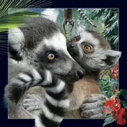 Изображение Worth-Keeping Pocztówka 3D Lemur (180133)