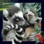 Attēls no Worth-Keeping Pocztówka 3D Lemur (180133)