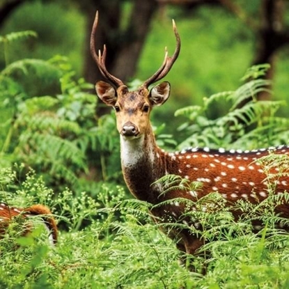 Picture of Museums & Galleries Karnet kwadrat z kopertą A Chital Deer