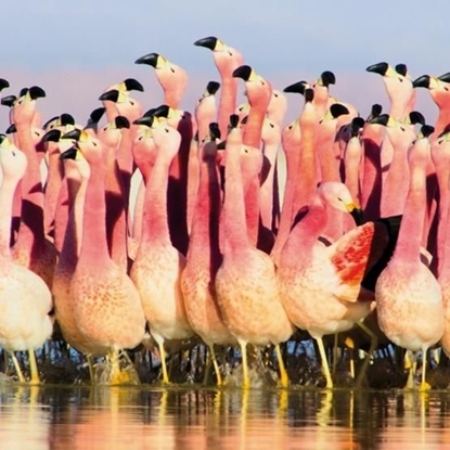 Attēls no Museums & Galleries Karnet kwadrat z kopertą Andean Flamingoes