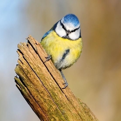 Attēls no Museums & Galleries Karnet kwadrat z kopertą Blue Tit