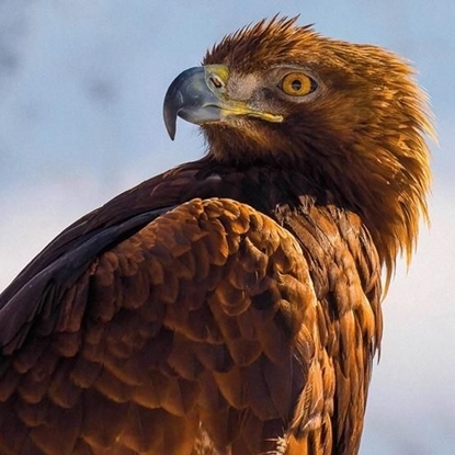 Picture of Museums & Galleries Karnet kwadrat z kopertą Golden Eagle