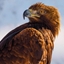 Attēls no Museums & Galleries Karnet kwadrat z kopertą Golden Eagle