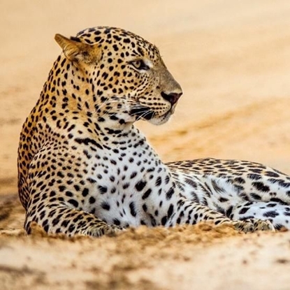 Изображение Museums & Galleries Karnet kwadrat z kopertą Leopard in sand