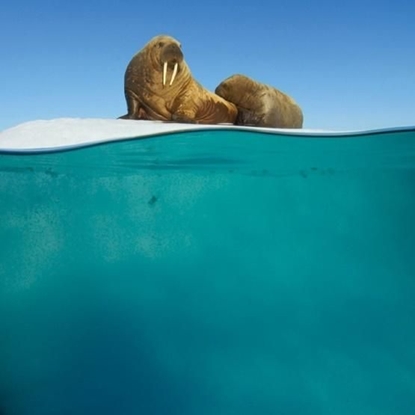 Изображение Museums & Galleries Karnet kwadrat z kopertą Walrus Mother and Calf