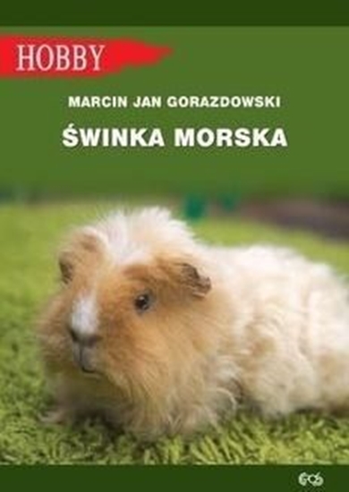 Picture of Świnka morska w.2021