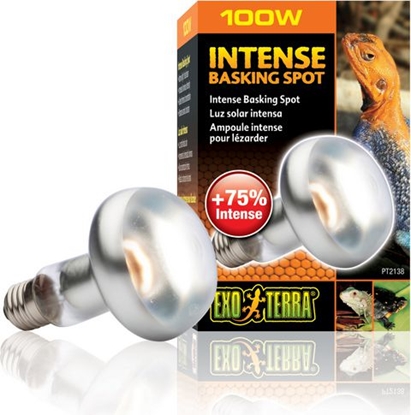 Изображение Hagen EXOTERRA ŻARÓWKA INTENSE SPOT 100W