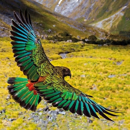 Изображение Museums & Galleries Karnet kwadrat z kopertą Alpine Parrot