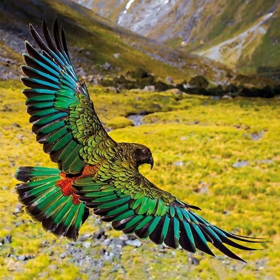 Picture of Museums & Galleries Karnet kwadrat z kopertą Alpine Parrot