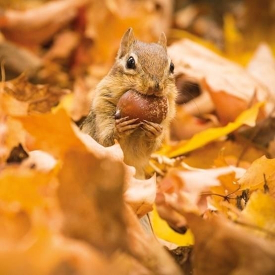 Изображение Museums & Galleries Karnet kwadrat z kopertą Chipmunk with an acorn