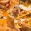 Attēls no Museums & Galleries Karnet kwadrat z kopertą Chipmunk with an acorn