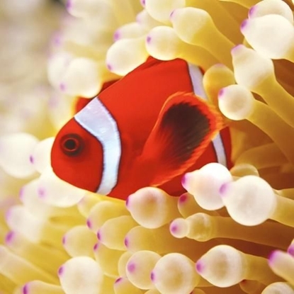 Изображение Museums & Galleries Karnet kwadrat z kopertą Clownfish in sea anemone