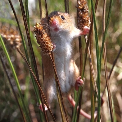 Attēls no Museums & Galleries Karnet kwadrat z kopertą Harvest Mouse