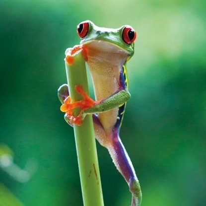 Attēls no Museums & Galleries Karnet kwadrat z kopertą Red Eyed Frog