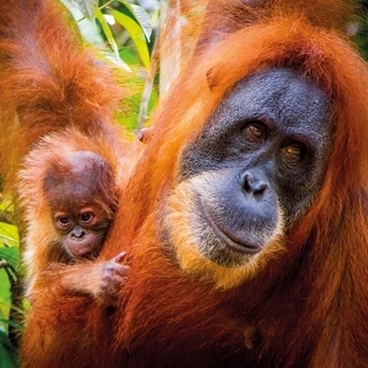 Attēls no Museums & Galleries Karnet kwadrat z kopertą Sumatran Orangutan and Ba