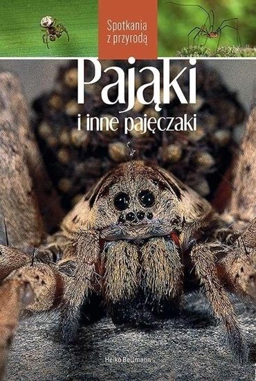 Изображение Pająki i inne pajęczaki. Spotkania z przyrodą