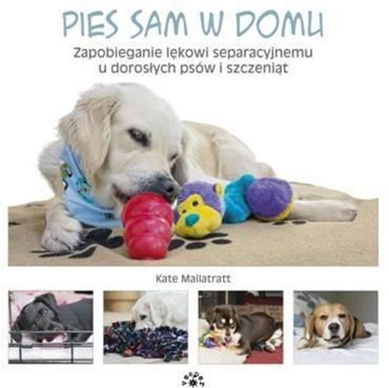 Picture of Pies sam w domu. Zapobieganie lękowi separacyjnemu u dorosłych psów i szczeniąt