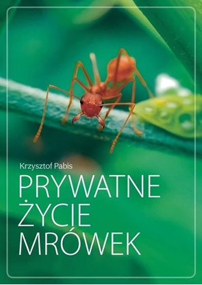 Picture of Prywatne życie mrówek