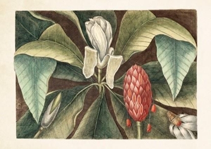 Picture of Skona Ting Karnet ST298 B6 + koperta Magnolia