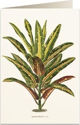 Attēls no Tassotti Karnet B6 + koperta 6063 Dracena Croton