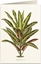 Picture of Tassotti Karnet B6 + koperta 6063 Dracena Croton