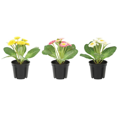 Picture of Mākslīgie augi 4Living Bellis perennis Mārpuķīte 3-krāsas