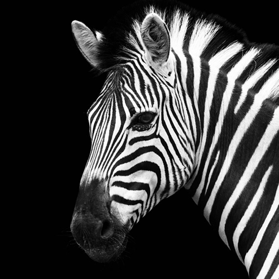 Изображение Foto glezna 50x50 Zebra 89170