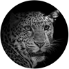 Picture of Foto glezna D50cm Leopard 94570