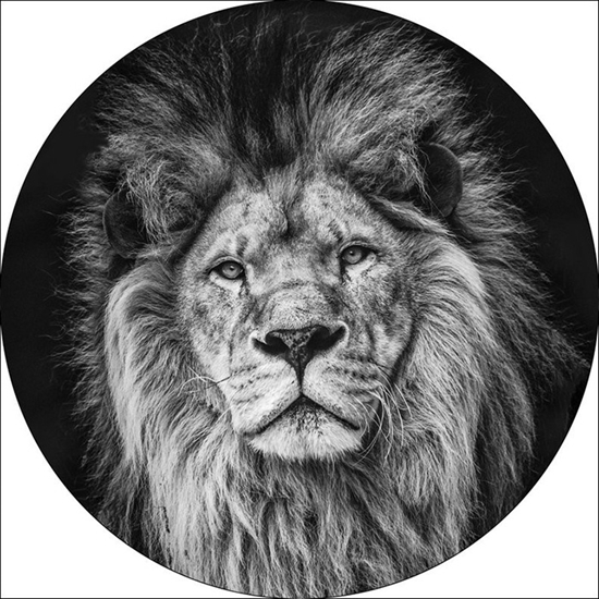 Изображение Foto glezna D50cm Lion 93719