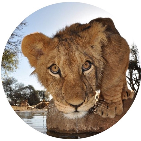 Picture of Foto glezna D50cm Lion 94617