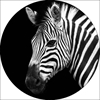 Picture of Foto glezna D60cm Zebra 93771