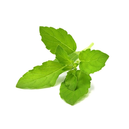 Изображение Click And Grow Click & Grow Smart Garden refill Holy Basil 3pcs